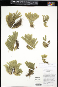 Huperzia miyoshiana image