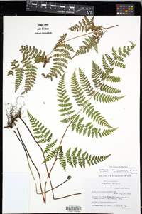 Hypolepis trichochlaena image