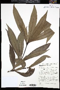 Drimys insipida image