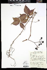 Parthenocissus inserta image