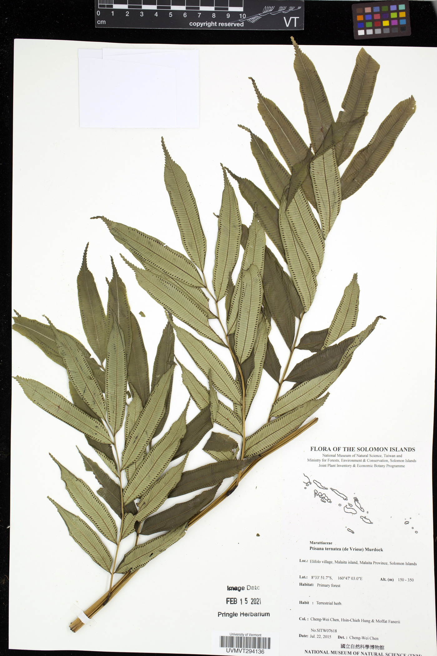 Ptisana ternatea image