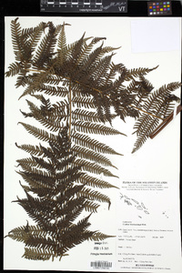 Cyathea brackenridgei image