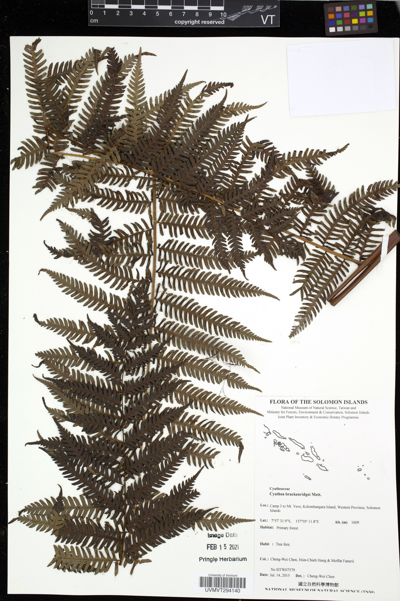 Cyathea brackenridgei image