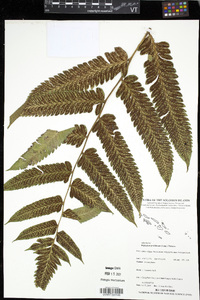 Diplazium proliferum image
