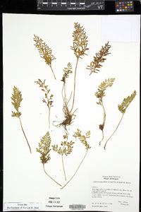 Cryptogramma acrostichoides image
