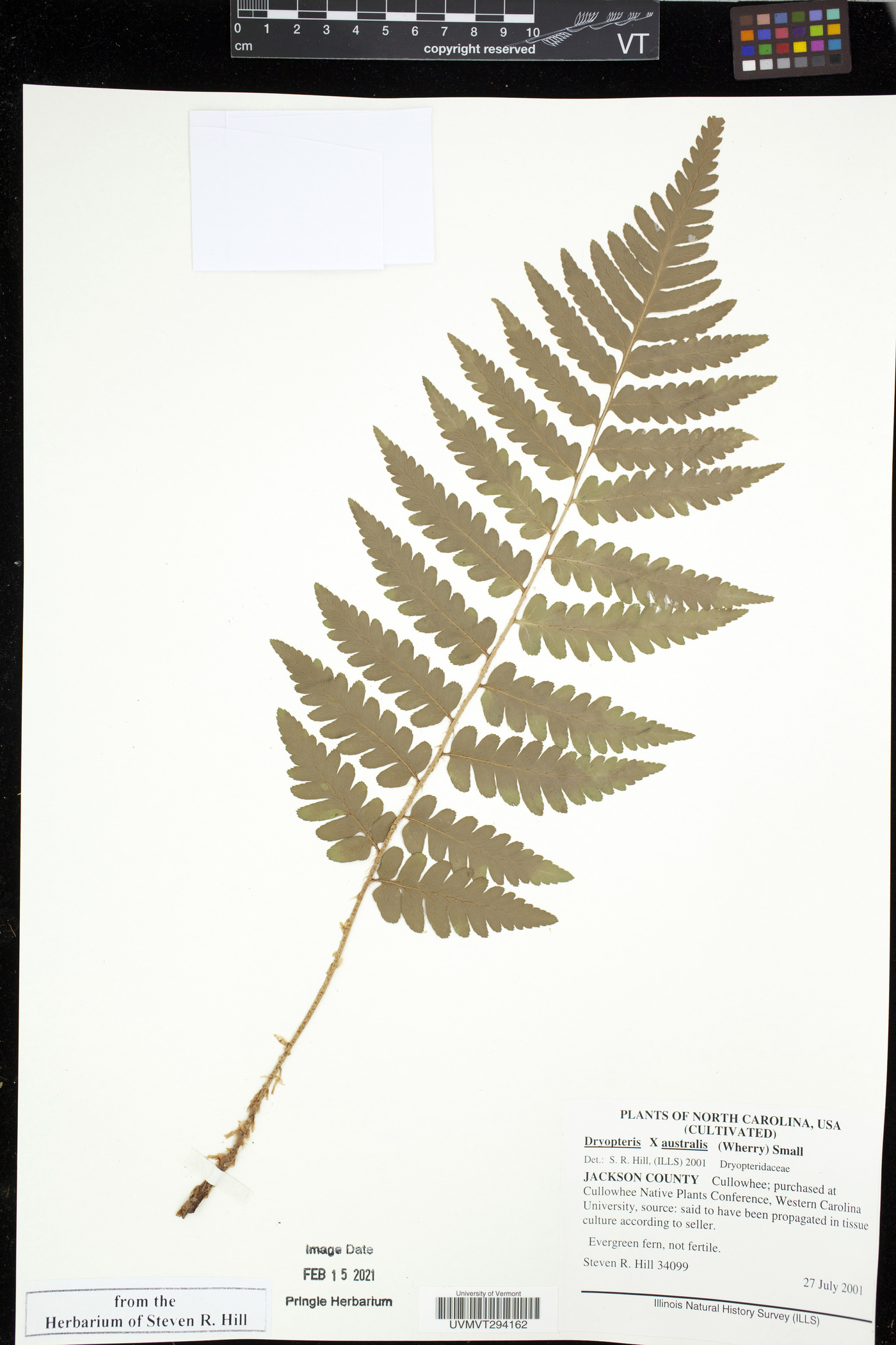 Dryopteris x australis image