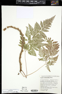 Davallia trichomanoides image