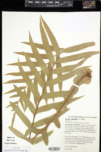Drynaria quercifolia image