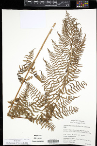 Athyrium asplenioides var. cyclosorum image