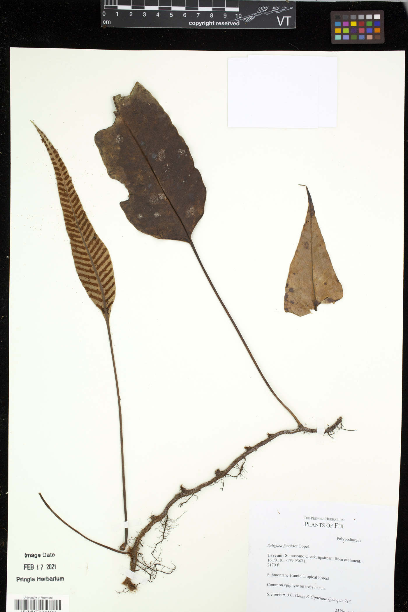 Selliguea feeoides image