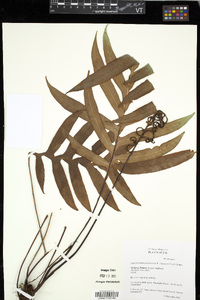 Austroblechnum patersonii image