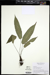 Diplazium plantaginifolium image