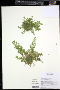 Selaginella pallescens image