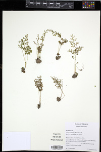 Anogramma leptophylla image