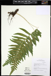 Polypodium glycyrrhiza image