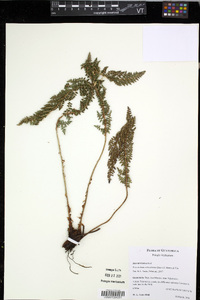 Polystichum orbiculatum image