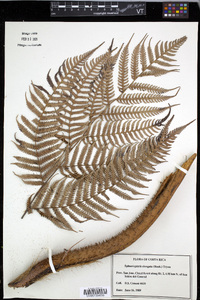 Cyathea poeppigii image