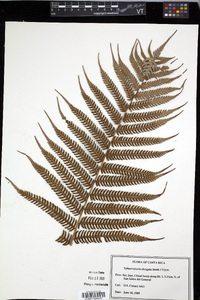 Cyathea poeppigii image
