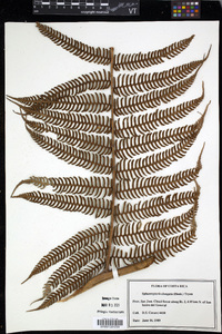Cyathea poeppigii image