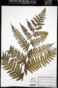 Cyathea fulgens image