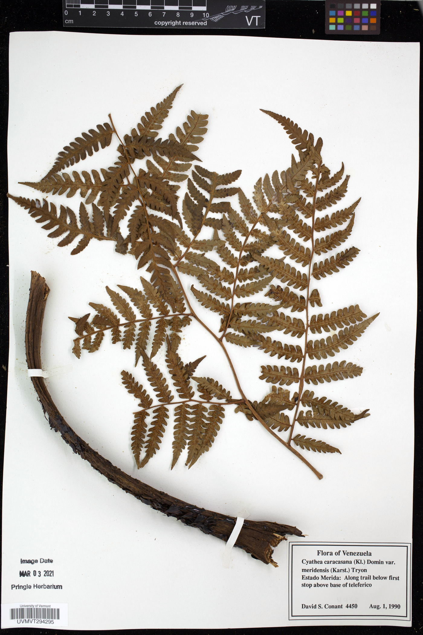 Cyathea caracasana image