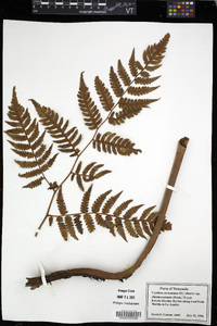 Cyathea caracasana image