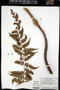 Cyathea caracasana image