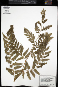 Cyathea caracasana image