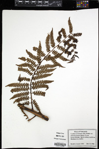 Cyathea caracasana image
