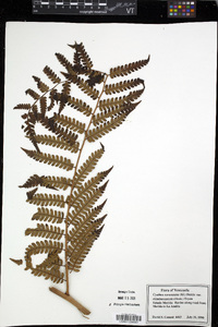 Cyathea caracasana image