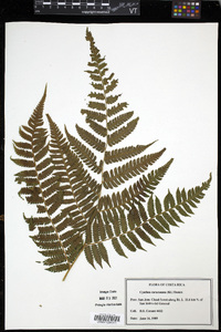 Cyathea caracasana image