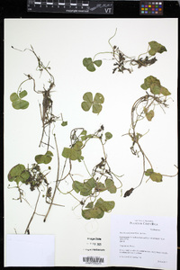 Marsilea polycarpa image