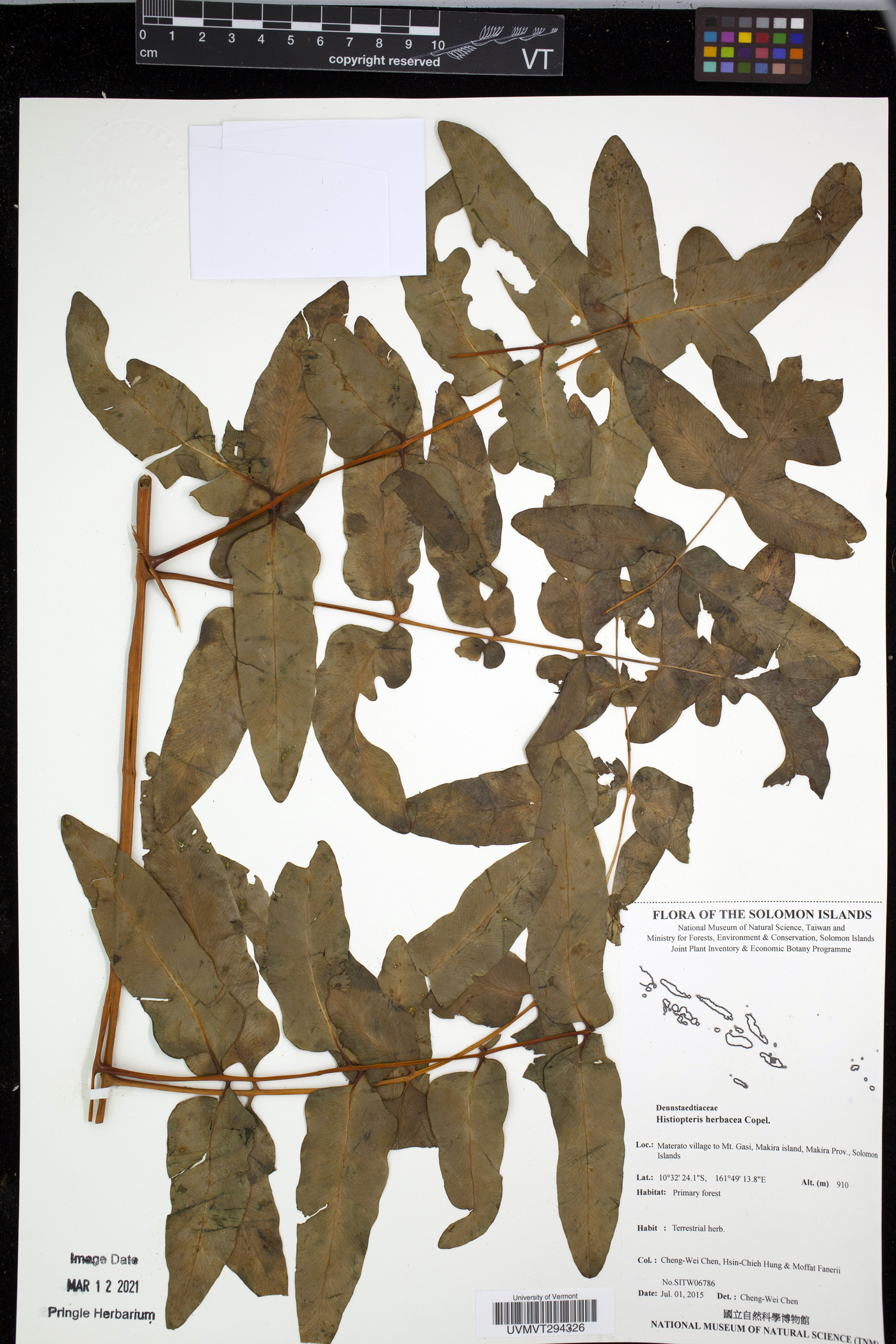 Histiopteris herbacea image