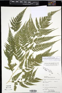 Orthiopteris campylura image