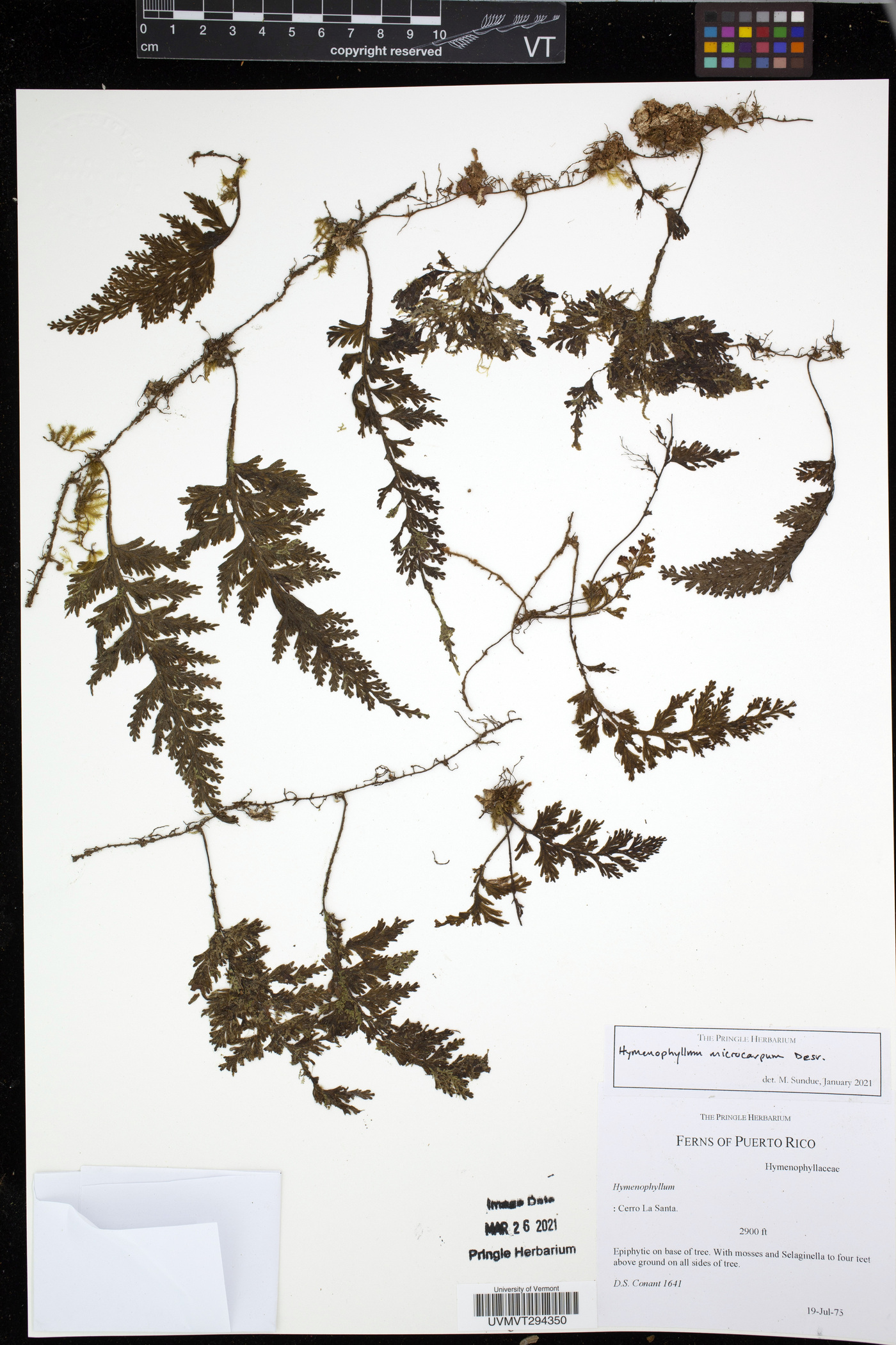 Hymenophyllum microcarpum image
