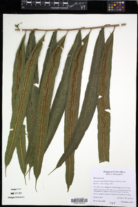 Metaxya rostrata image