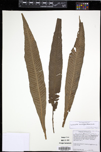 Leptochilus macrophyllus image