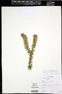 Media resource of Phlegmariurus campianus