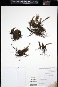 Hymenophyllum undulatum image