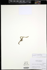 Lycopodiella inundata image