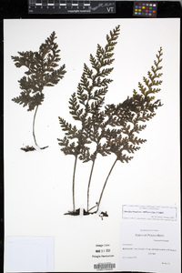 Vandenboschia radicans image