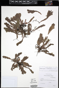 Didymoglossum membranaceum image