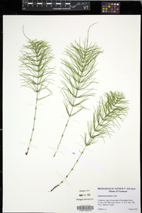 Equisetum pratense image