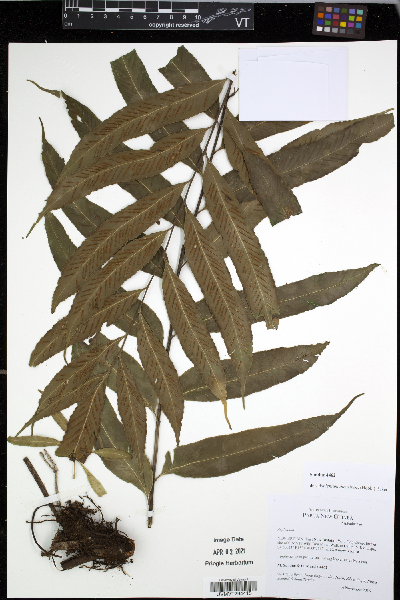 Asplenium atrovirens image