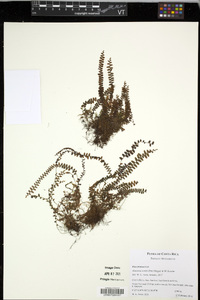 Alansmia senilis image