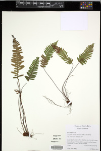 Media resource of Ceradenia spixiana