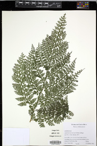 Diplazium myriomerum image