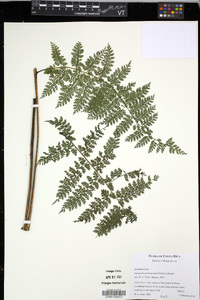 Diplazium myriomerum image
