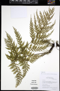 Crepidomanes aphlebioides image