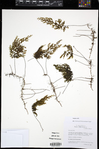 Hymenophyllum gorgoneum image